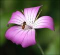558 - AU JARDIN - FAUCOMPRE JEAN LUC - belgium